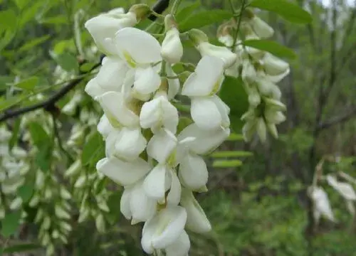 表示友谊的花 花语是友谊的花