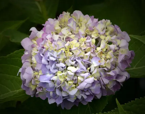 绣球花花语介绍有哪些？