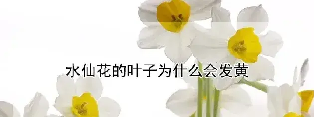 水仙花的叶子为什么会发黄