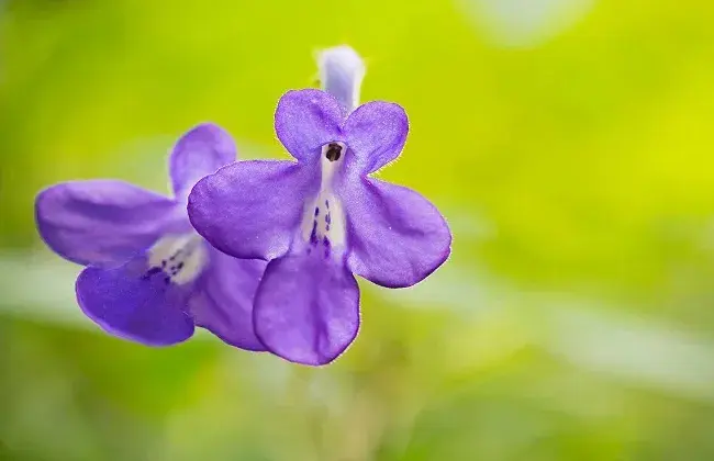 海豚花的养殖措施