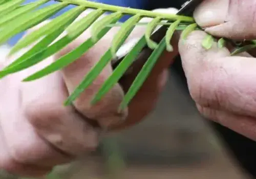 盆栽育苗 | 铁树根部发芽能种活吗