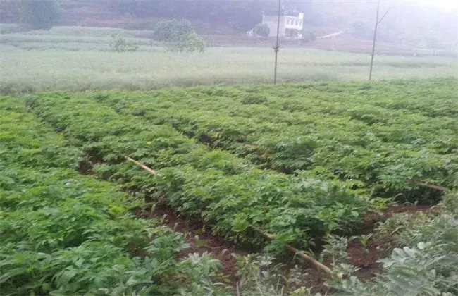 白芷的田间管理要点