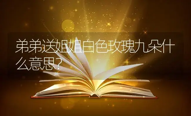 弟弟送姐姐白色玫瑰九朵什么意思？ | 绿植常识