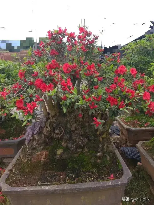 杜鹃花怎么养才能花叶茂盛呢，它适合天天浇水吗？