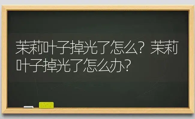 茉莉叶子掉光了怎么？茉莉叶子掉光了怎么办？ | 绿植常识