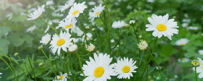 小雏菊花语 小雏菊的花语是什么