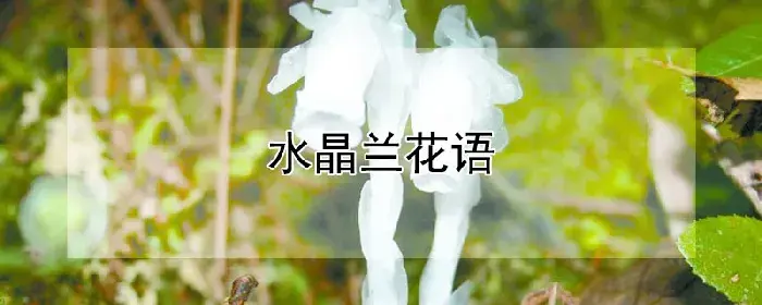 水晶兰花语