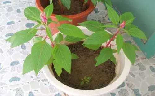 花卉果蔬盆景 | 阳台鸡冠花的种植方法