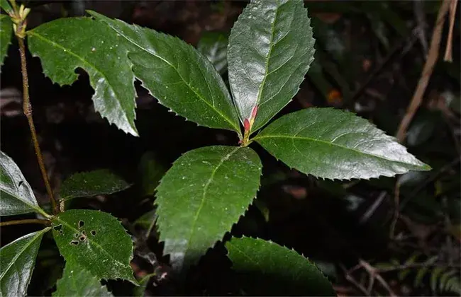 肿节风的栽培技术