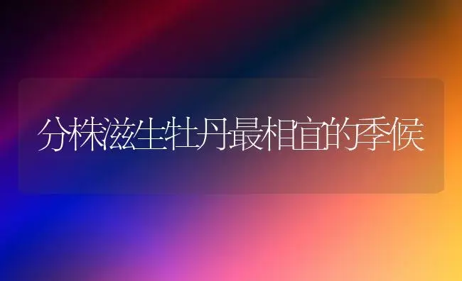 分株滋生牡丹最相宜的季候 | 家庭养花