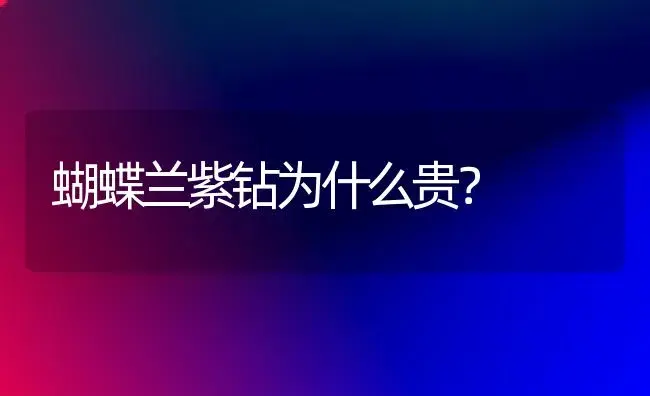 蝴蝶兰紫钻为什么贵？ | 绿植常识