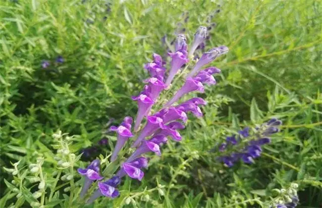 黄芩怎样进行田间管理