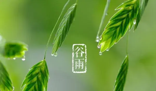 描写谷雨的诗句有哪些？