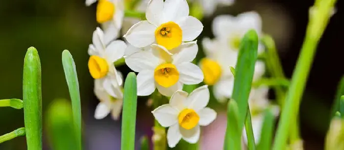 水仙花花语 水仙花的花语是什么