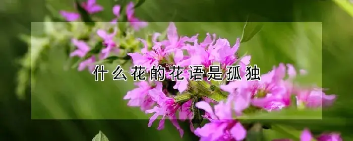 什么花的花语是孤独