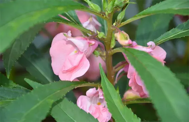 凤仙花怎么种