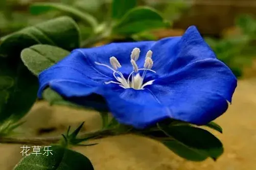 蓝星花有什么独特之处？蓝星花的花语介绍有哪些？