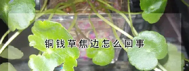 铜钱草焦边怎么回事