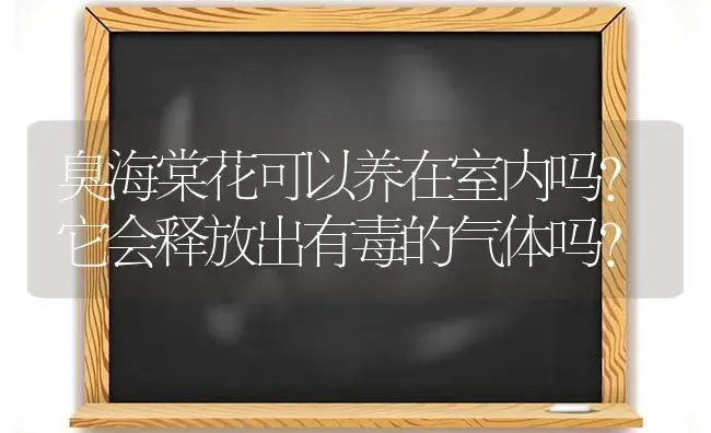 臭海棠花可以养在室内吗?它会释放出有毒的气体吗？ | 绿植常识