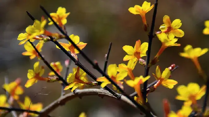 迎春花的花语与传说