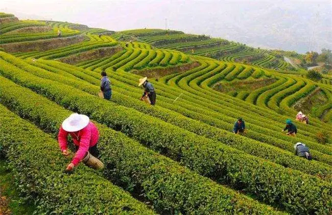 黄金茶的栽培前景