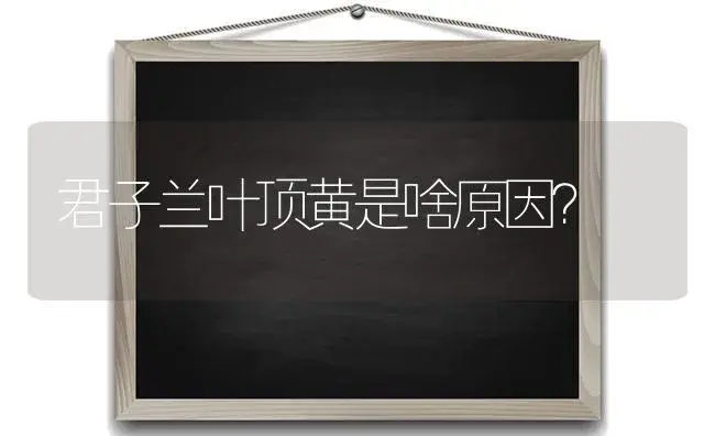 君子兰叶顶黄是啥原因？ | 绿植常识