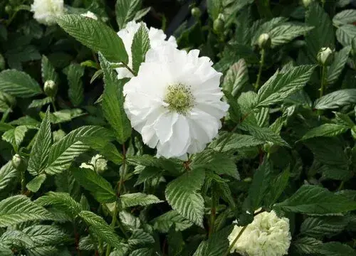 表示死亡的花 花语是死亡的花