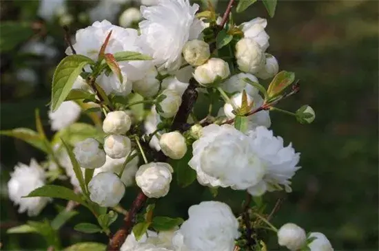 笑靥花花语