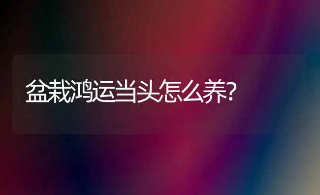 盆栽鸿运当头怎么养？ | 家庭养花