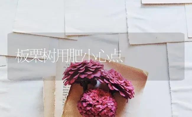 板栗树用肥小心点 | 果木种植