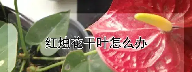 红烛花干叶怎么办