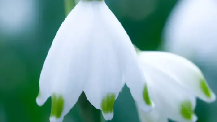 雪莲花花语