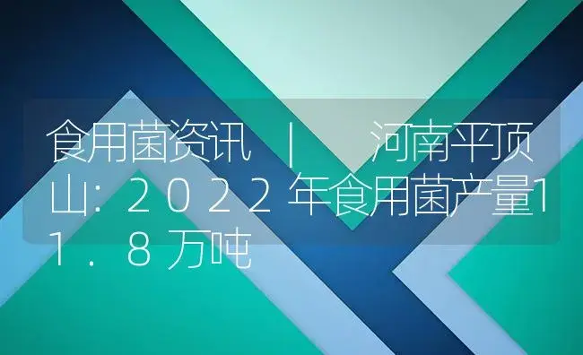 河南平顶山：2022年食用菌产量11.8万吨 | 菌菇种植