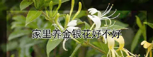 家里养金银花好不好