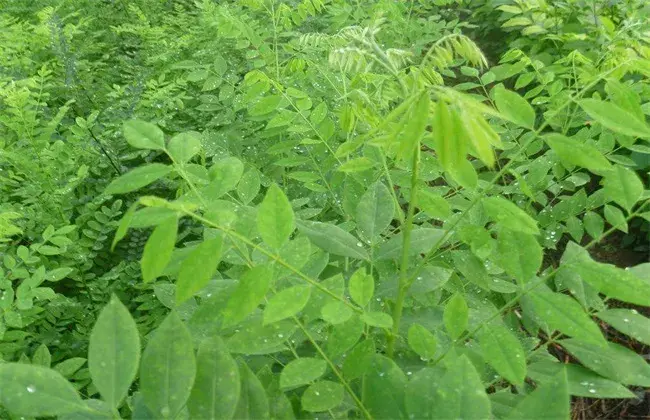 白蜡树的种植技术