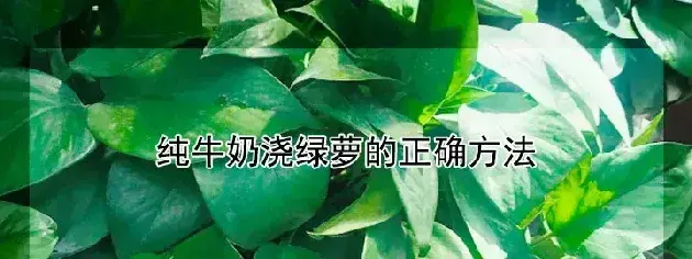 纯牛奶浇绿萝的正确方法