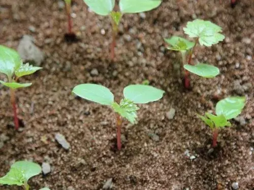 盆栽种子 | 盆栽葡萄选种方法