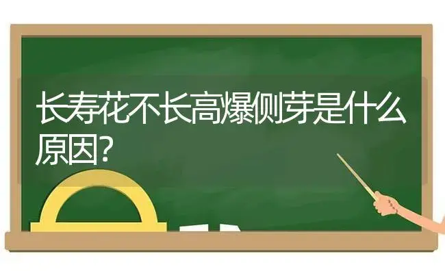 长寿花不长高爆侧芽是什么原因？ | 多肉养殖