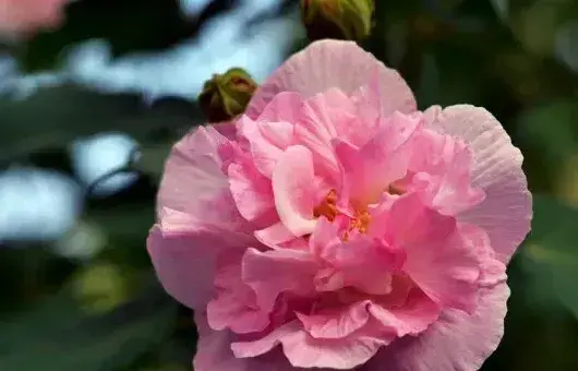 芙蓉花开花期间需要多浇水吗