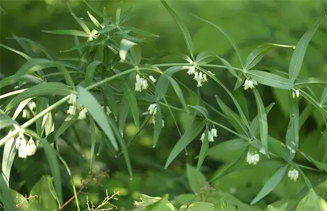 黄精的田间管理要点