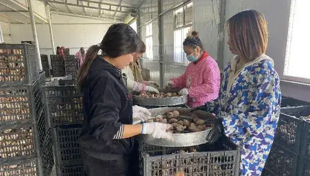 河南鲁山香菇产业兴旺 全面引领乡村振兴