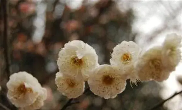 玉蝶梅球兰图片花期和花语寓意 玉蝶梅的养殖方法和注意事项