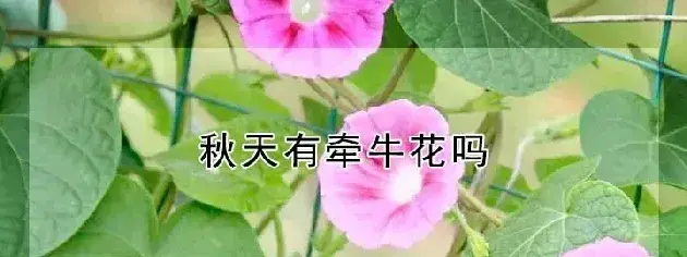 秋天有牵牛花吗