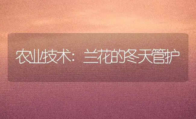 农业技术:兰花的冬天管护 | 家庭养花
