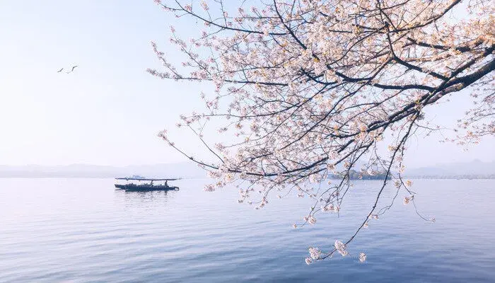 樱花的花语是什么 樱花的花语