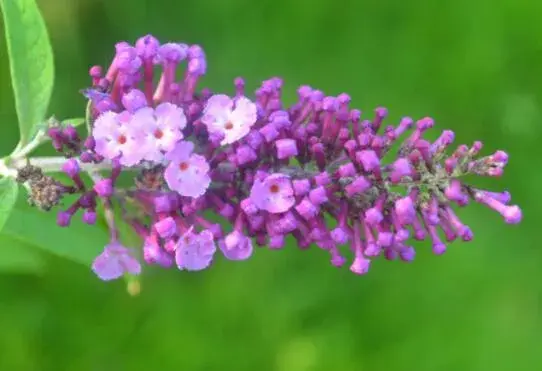 醉鱼草花语是什么，醉鱼草的传说故事/信仰心