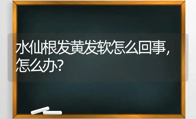 水仙根发黄发软怎么回事，怎么办？ | 绿植常识