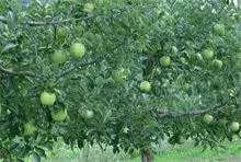 夏季苹果病虫害防治方法