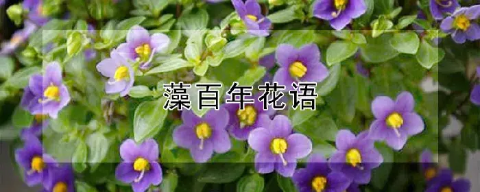 藻百年花语