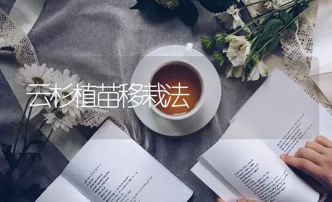 云杉植苗移栽法 | 特种种植